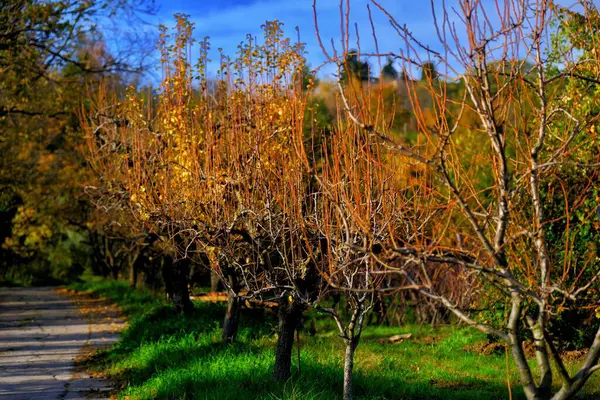 秋天公园里一排无叶的树 — 图库照片