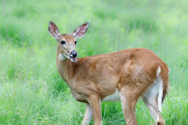 Young Deer Looking Frantically Bright Green Grassy Field Wilderness — Stock Photo, Image