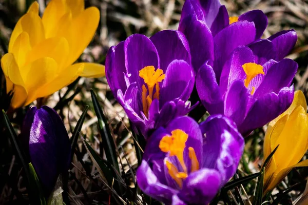 Closeup Yellow Purple Saffron Crocus Flowers — Stock Photo, Image