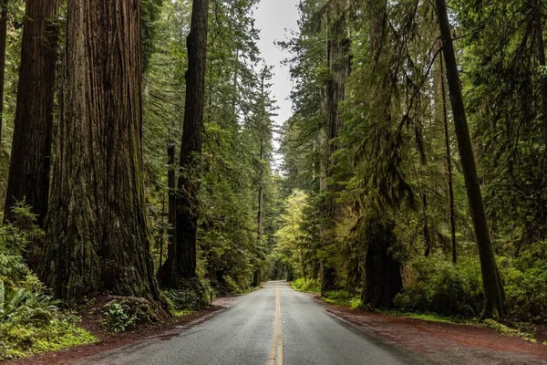 Une Route Asphaltée Entourée Arbres Verts Luxuriants Dans Redwood National — Photo