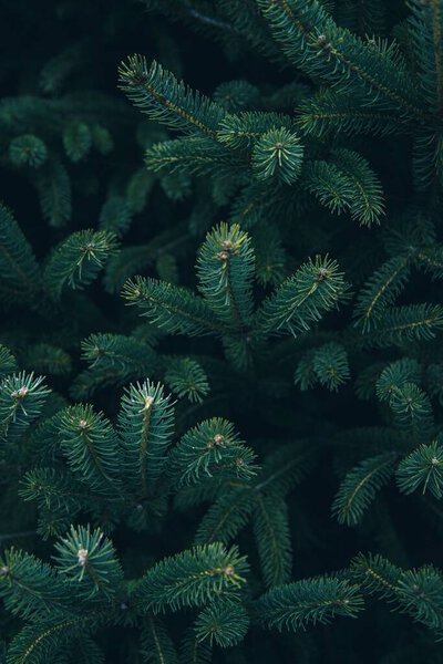 A vertical background of pine tree branches-New Year concept