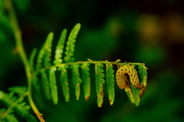 Селективный Фокус Снимка Карицины Листьях Папоротника — стоковое фото