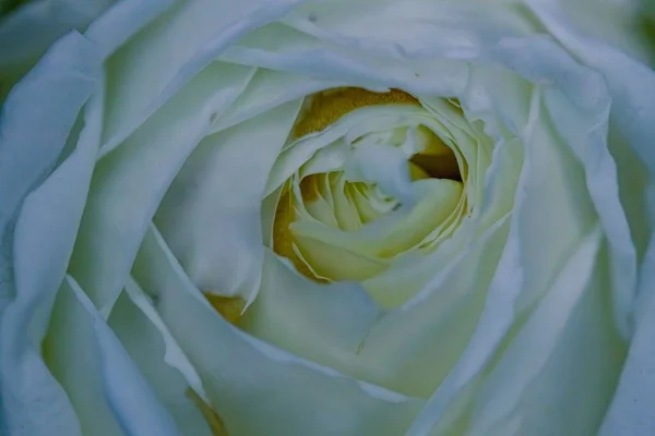 Close Shot White Rose — Stock Photo, Image