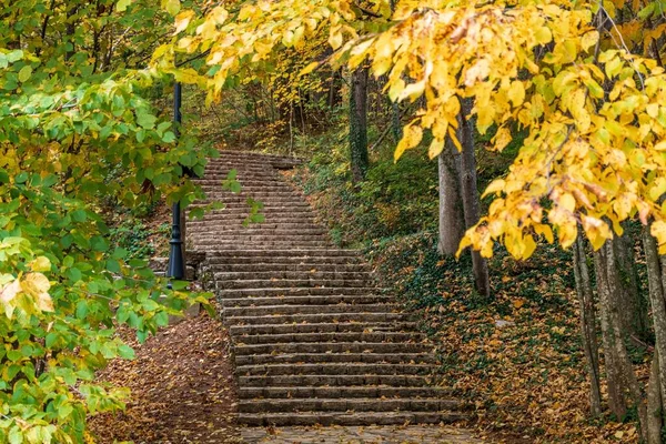 Eine Schöne Landschaft Von Einem Spazierweg Ruhigen Gelben Herbstwald — Stockfoto