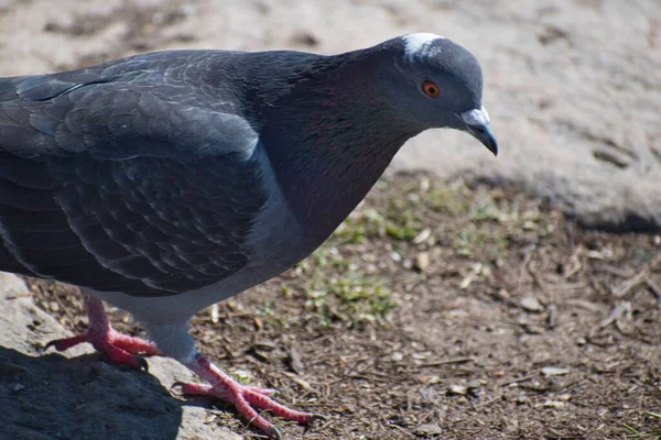 Gros Plan Pigeon Debout Sur Sol Sablonneux — Photo