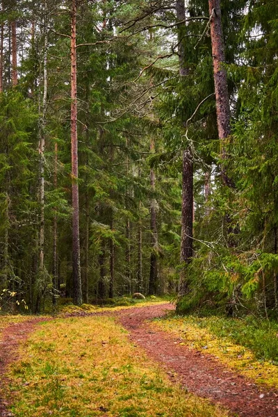 Plan Vertical Sentier Non Asphalté Entre Les Arbres Dans Forêt — Photo