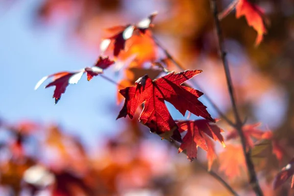 Sonbahar Mevsimi Boyunca Ağaç Dallarında Bulanık Arkaplanlı Akçaağaç Yapraklarının Seçici — Stok fotoğraf