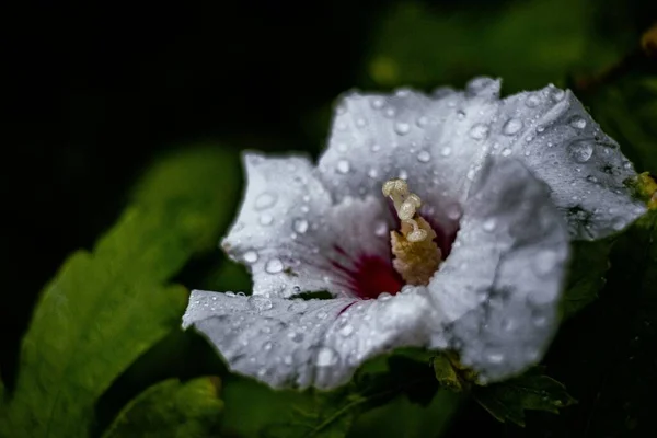 Closeup White Syrian Hibiscus Hibiscus Syriacus Droplets — Stock Photo, Image