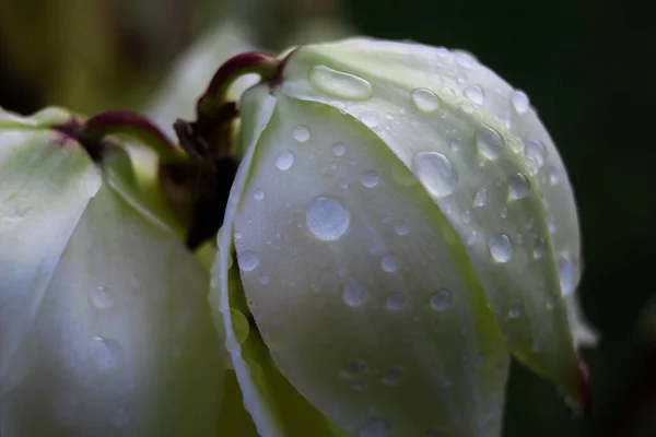 Zbliżenie Białego Kwiatu Kroplami Wody Rozmytym Tle — Zdjęcie stockowe