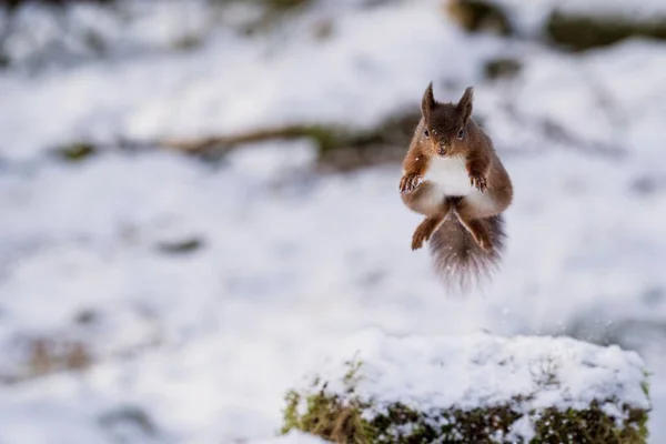 Écureuil Dans Une Pose Sautante Hiver — Photo