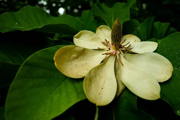 Gros Plan Magnolia Japonais Grandes Feuilles Dans Jardin — Photo