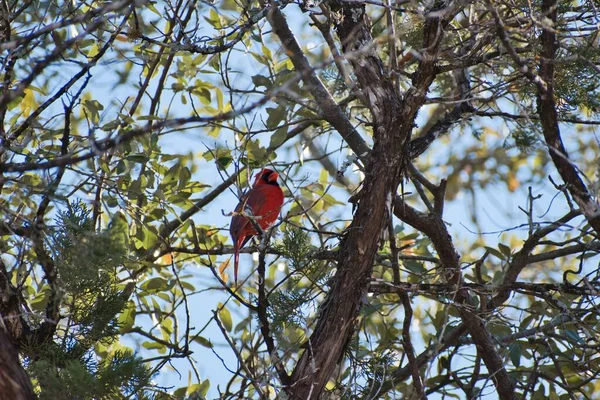 stock image A red Cardinal perching on tree branch