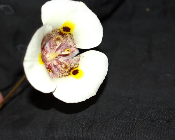 Zbliżenie Białego Calochortus Superbus Kwiat Czarnej Tkaninie — Zdjęcie stockowe