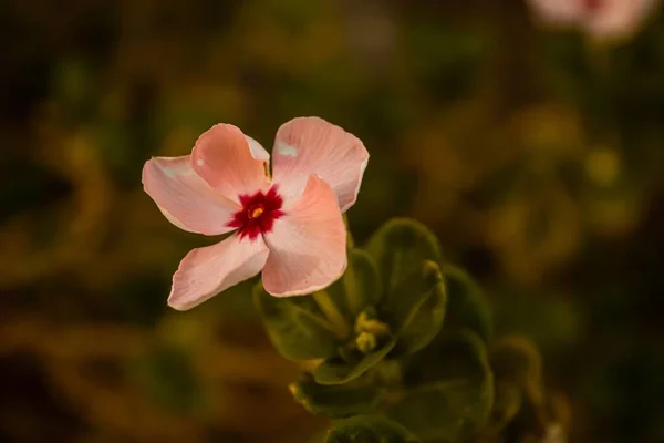 Eine Nahaufnahme Blühender Rosa Catharanthus Isoliert Unscharfen Hintergrund — Stockfoto