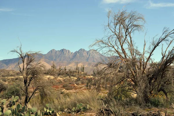 Een Prachtig Landschap Van Four Peaks Arizona Sonoran Woestijn — Stockfoto