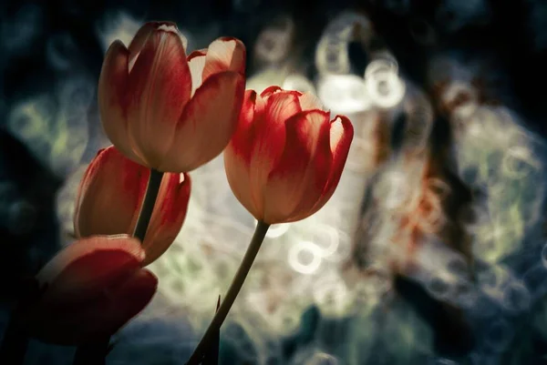 Closeup Tonificado Escuro Das Tulipas Flor Contra Fundo Escuro — Fotografia de Stock