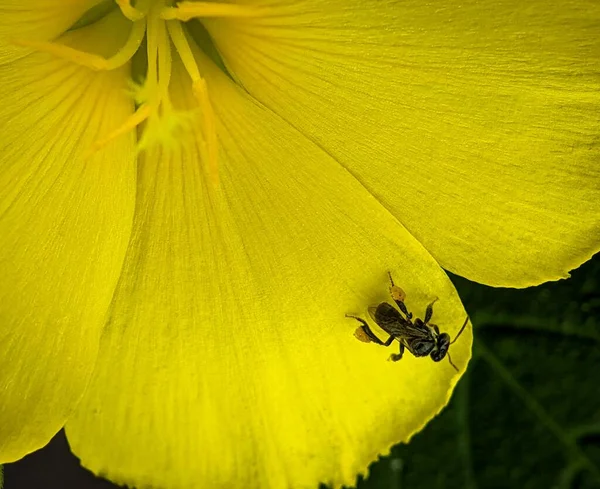 Közelkép Egy Rovar Egy Sárga Virág Miközben Nektár Virág Lábán — Stock Fotó