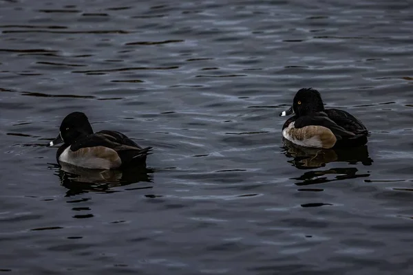 Two Ring Necked Ducks Swimming Shiny Pond Water — Stock Photo, Image