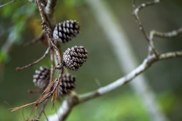 ぼんやりとした背景を持つ木の枝に松のコーンのクローズアップショット — ストック写真