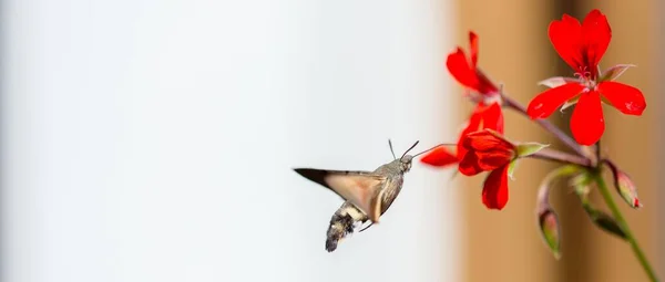 Panoramic Shot Sphinx Moth Flies Red Flower — Stock Photo, Image