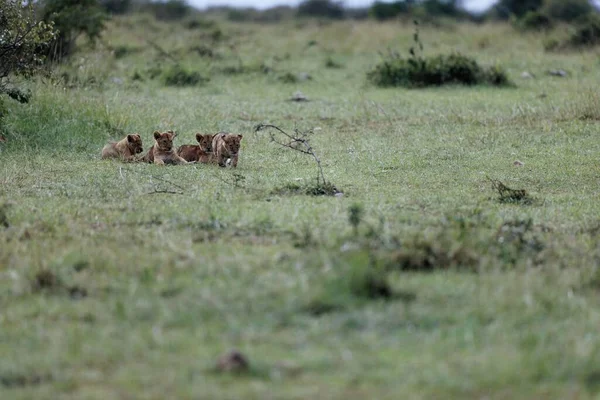 Puii Leu Din Topi Pride Joacă Masai Mara Kenya Adorabil — Fotografie, imagine de stoc