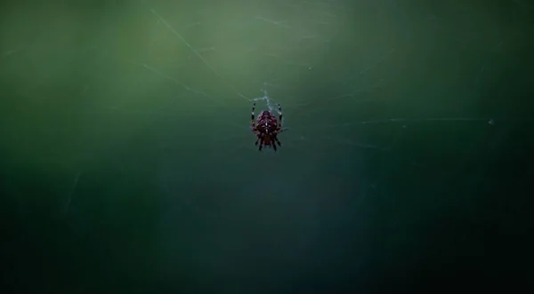 Відеозапис Павука Європейського Саду Інтернеті — стокове фото