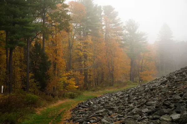 Malownicze Ujęcie Lasu Jesienią Mglisty Dzień — Zdjęcie stockowe