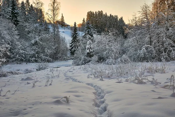 Pintoresco Plano Sendero Nieve Medio Bosque Durante Invierno —  Fotos de Stock