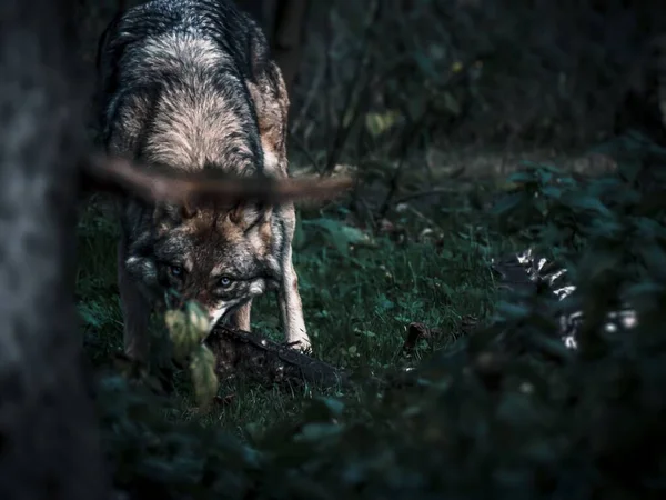 Κοντινό Πλάνο Ενός Wolfdog Αναζητούν Ενώ Κρύβονται Στο Πράσινο — Φωτογραφία Αρχείου
