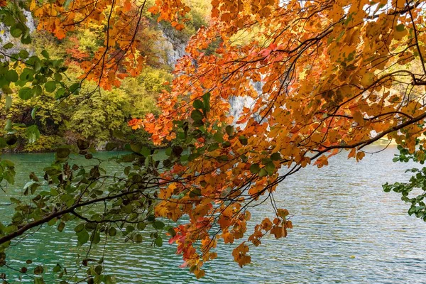 Die Gelben Herbstblätter Eines Baumes Ufer Eines Sees — Stockfoto