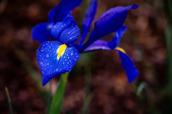 Крупный План Голубого Цветка Радужной Оболочки Саду — стоковое фото