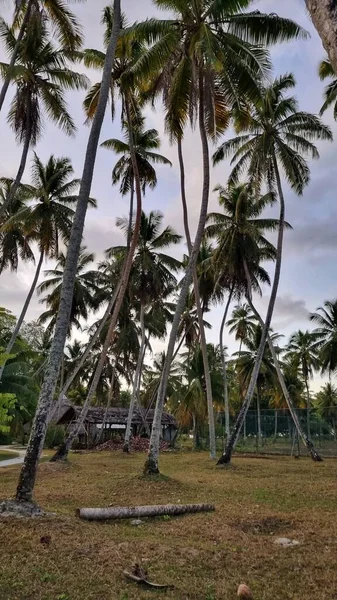 Plan Vertical Palmiers Sur Plage Digue Seychelles — Photo