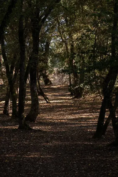 Ένα Κάθετο Πλάνο Του Φθινοπωρινού Δάσους Ψηλά Δέντρα Και Κίτρινα — Φωτογραφία Αρχείου