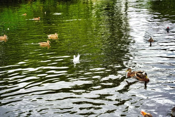 公園の湖に浮かぶアヒルの群れの美しいショット — ストック写真