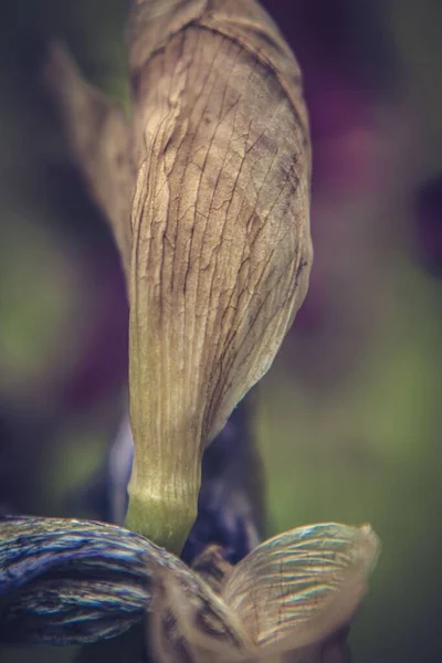 Una Macro Toma Vertical Iris Púrpura Marchito Contra Fondo Aislado — Foto de Stock