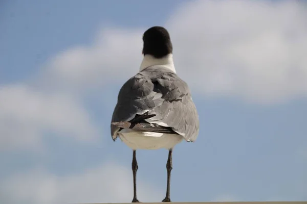 博内尔岛天空背景上的一只笑鸥的特写镜头 — 图库照片