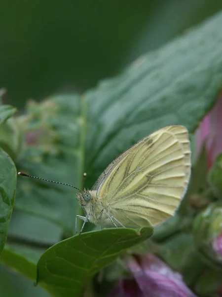 Eine Selektive Fokusaufnahme Des Grüngeäderten Weißen Schmetterlings Pieris Napi — Stockfoto