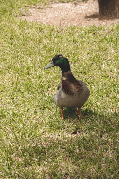 一只绿色的野鸭栖息在草地上的垂直镜头 — 图库照片