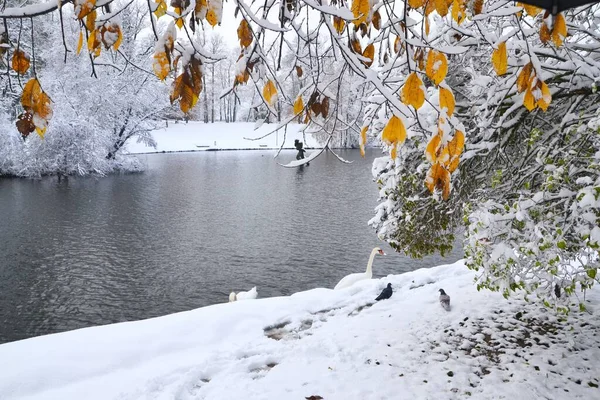 Beautiful Winter View Snowy Ground Trees White Swans Standing Coast — Stock Photo, Image
