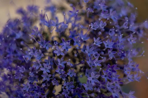 Bulanık Bir Arkaplanda Mavi Boğaz Otu Trachelum Caeruleum Çiçeğine Yakın — Stok fotoğraf
