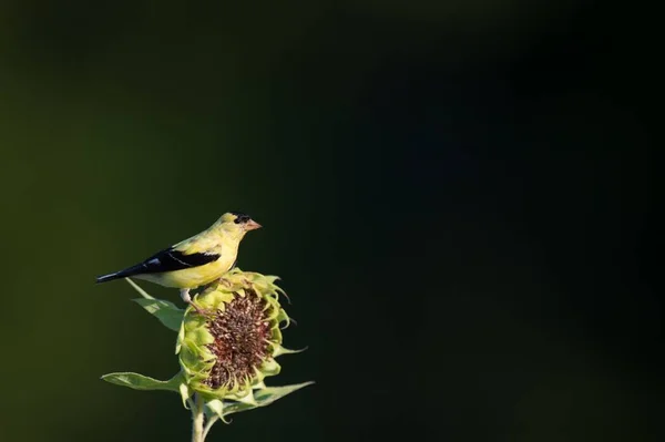 Bir Amerikan Goldfinch Kuşunun Yakın Çekimi — Stok fotoğraf
