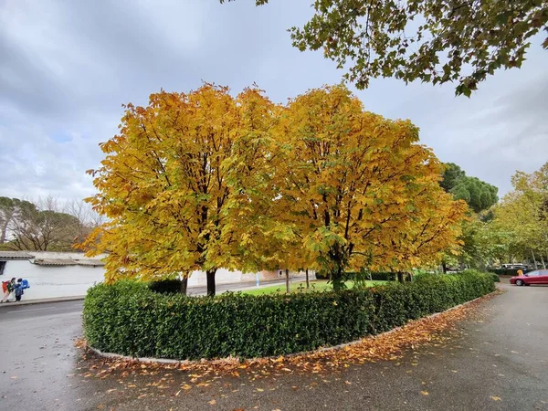 Eine Schöne Szene Der Gelben Bäume Inmitten Des Grünen Busches — Stockfoto