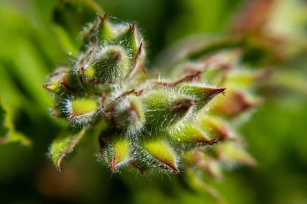 背景がぼやけている庭のジャトロファ ゴシピフォリア植物の選択的焦点ショット — ストック写真