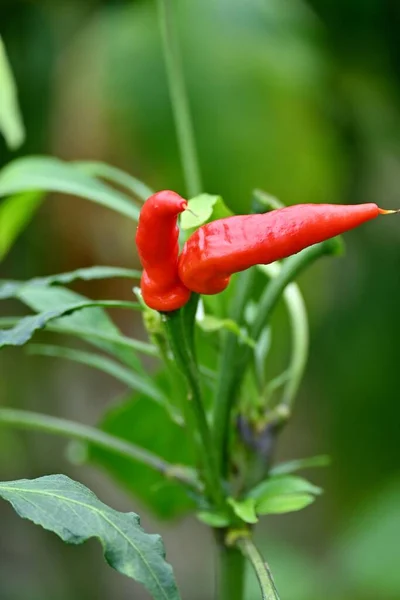 Een Verticaal Shot Van Rijpe Rode Chili Pepers Met Groene — Stockfoto