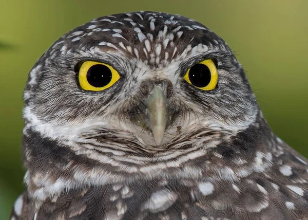Closeup Owl Yellow Eyes — Stock Photo, Image