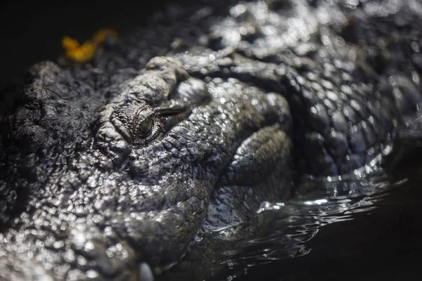 Egy Közeli Kép Egy Krokodil Szemről Ami Vízben Úszik Tükörképével — Stock Fotó