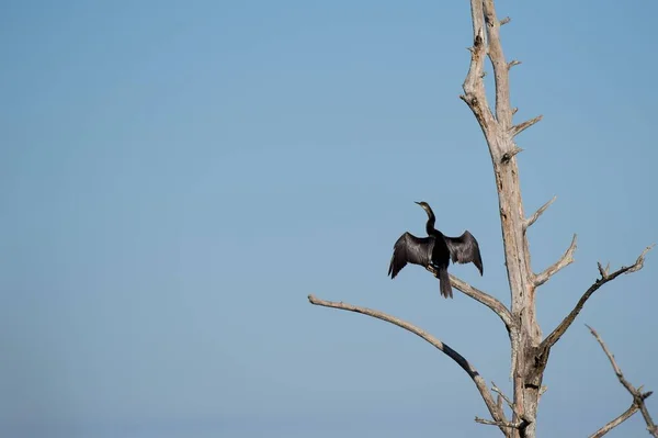 Ein Anhinga Thront Auf Einem Entblößten Baum Mit Ausgebreiteten Flügeln — Stockfoto