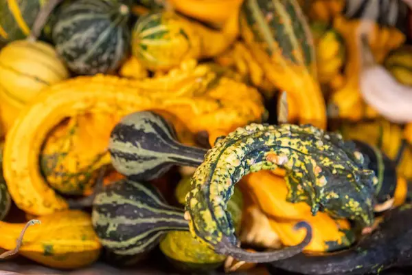 カラフルなひょうたんとカボチャのヒープの閉鎖 秋の収穫 — ストック写真