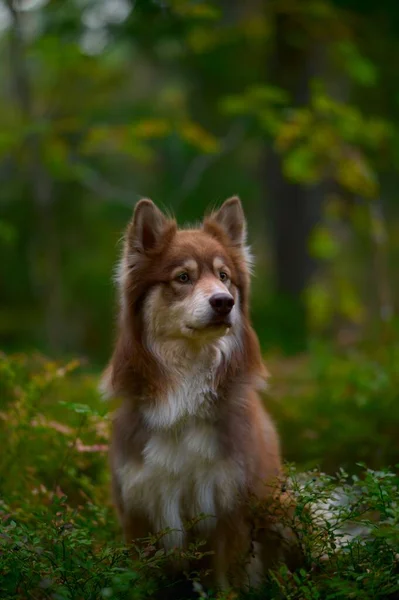 Egy Függőleges Lövés Egy Finn Lapphund Skandináv Erdőben — Stock Fotó