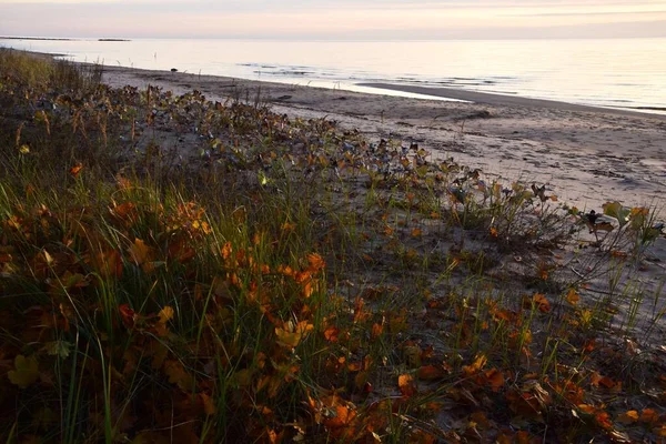 背景に穏やかな海が広がる砂浜に黄色の落ち葉のビーチグラス — ストック写真